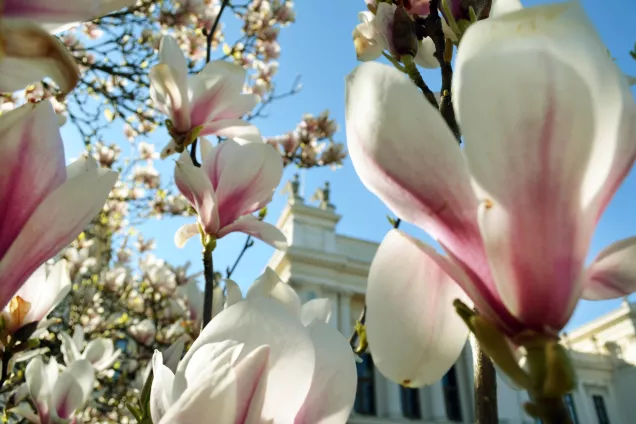 Magnolian blommar framför universitetshuset. Foto.